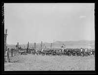Roundup, William Tonn ranch. Custer County, Montana. Sourced from the Library of Congress.