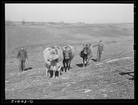 [Untitled photo, possibly related to: Rehabilitation client's cows. Gallatin County, Illinois (see 27018-D)]. Sourced from the Library of Congress.