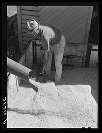 [Untitled photo, possibly related to: Luther Passmore with shelled corn. Polk County, Iowa]. Sourced from the Library of Congress.