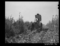 [Untitled photo, possibly related to: Cone-row puller type of mechanical corn picker. Robinson farm, Marshall County, Iowa]. Sourced from the Library of Congress.