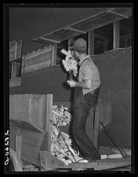 [Untitled photo, possibly related to: Loading hybrid corn into crib. Wayne Robinson farm, Marshall County, Iowa]. Sourced from the Library of Congress.