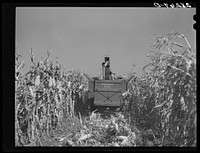 [Untitled photo, possibly related to: Mechanical corn picker. Robinson farm, Marshall County, Iowa]. Sourced from the Library of Congress.