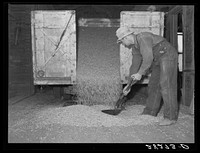 Unloading shelled corn at elevator. Grundy Center, Iowa. Farmers' cooperative elevator. Sourced from the Library of Congress.