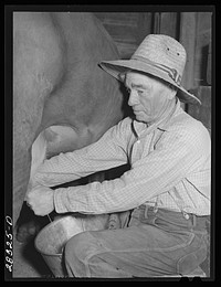 Andy Bahain, FSA (Farm Security Administration) borrower milking a cow on his farm near Kersey, Colorado. Sourced from the Library of Congress.