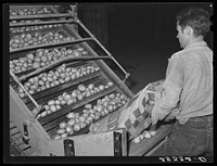 Potatoes from the fields are dumped into washing and grading machine. Monte Vista, Colorado. Sourced from the Library of Congress.