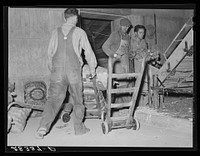 Potatoes are brought in for washing and inspection. Monte Vista, Colorado. Sourced from the Library of Congress.