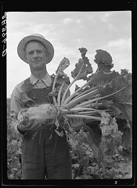 Milton Robinson, a FSA (Farm Security Administration) borrower, holding sugar beet on his farm near Greeley, Colorado. Sourced from the Library of Congress.