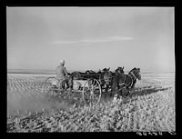 [Untitled photo, possibly related to: FSA (Farm Security Administration) borrower Fred Schmmeckle, drilling wheat on his dry-land farm. Weld County, Colorado]. Sourced from the Library of Congress.