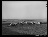 Fred Schmeeckle, FSA (Farm Security Administration) borrower, and the hogs on his dry land farm. Weld County, Colorado. Sourced from the Library of Congress.