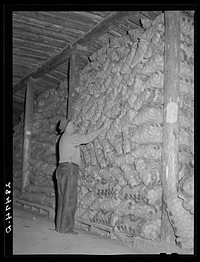 Potatoes in a storage cellar. Monte Vista, Colorado. Sourced from the Library of Congress.