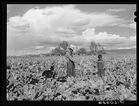 Serepio Media, FSA (Farm Security Administration) rehabilitation client, and son, Mike, in field. Costilla County, Colorado. Sourced from the Library of Congress.
