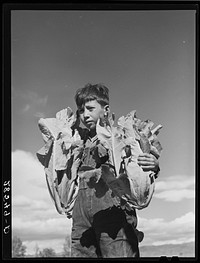 Mike Medina, son of FSA (Farm Security Administration) rehabilitation borrower, with cauliflower. Costilla County, Colorado. Sourced from the Library of Congress.