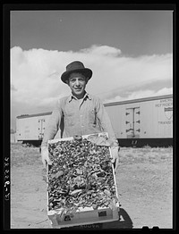 Farm boy with crate of cauliflower. Jaroso, Colorado. Sourced from the Library of Congress.