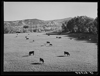 Cattle grazing. Ouray County, Colorado. Sourced from the Library of Congress.
