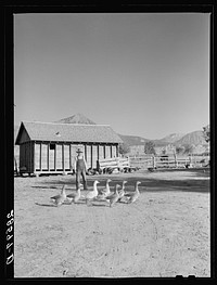 Farmstead scene with Tom Reilly, FSA (Farm Security Administration) borrower. Near Hotchkiss, Colorado. Sourced from the Library of Congress.