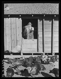 Thomas Reilly, FSA (Farm Security Administration) rehabilitation client, feeding turkeys near Hotchkiss, Colorado. Sourced from the Library of Congress.