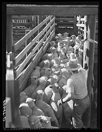 Driving sheep into stockcars for shipment to eastern packing plant. Stockyards, Denver, Colorado. Sourced from the Library of Congress.