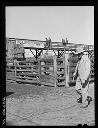 [Untitled photo, possibly related to: Cattlebuyer at stockyards. Denver, Colorado]. Sourced from the Library of Congress.