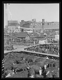Stockyards, Denver, Colorado. Sourced from the Library of Congress.