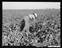 [Untitled photo, possibly related to: Sugar beet worker. Adams County, Colorado]. Sourced from the Library of Congress.