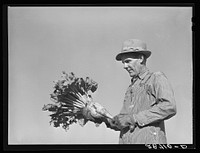 August Ehlen, farmer, with sugar beet. Adams County, Colorado. Sourced from the Library of Congress.