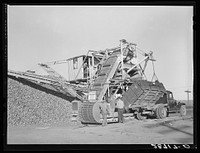 Unloading sugar beets from farmer's truck. Adams County, Colorado. Sourced from the Library of Congress.