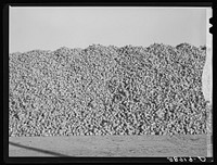 Sugar beets piled at railroad are loaded into freight cars which go to the factory. Adams County, Colorado. Sourced from the Library of Congress.