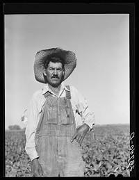 Spanish-American sugar beet worker. Adams County, Colorado. Sourced from the Library of Congress.