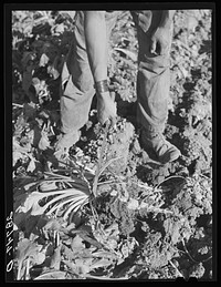 The point of the knife is used to lift the sugar beet. Adams County, Colorado. Sourced from the Library of Congress.