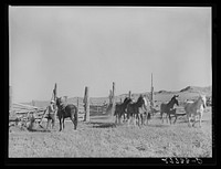 [Untitled photo, possibly related to: Saddling horses for the roundup. William Tonn ranch, Custer County, Montana]. Sourced from the Library of Congress.