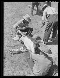 Branding. William Tonn ranch, Custer County, Montana. Sourced from the Library of Congress.