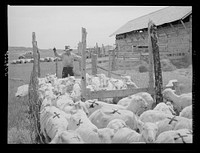 Driving shorn and branded sheep. Rosebud County, Montana. Sourced from the Library of Congress.