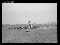 Roping a calf. Quarter Circle 'U' Ranch roundup. Big Horn County, Montana. Sourced from the Library of Congress.