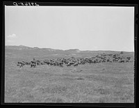[Untitled photo, possibly related to: Roundup. William Tonn ranch, Custer County, Montana]. Sourced from the Library of Congress.
