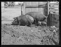 [Untitled photo, possibly related to: Hogs. Kimberley farm, Jasper County, Iowa]. Sourced from the Library of Congress.