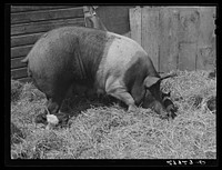 [Untitled photo, possibly related to: Sow with litter. Kimberley farm, Jasper County, Iowa]. Sourced from the Library of Congress.