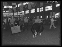 Marshalltown, Iowa. The Central Iowa 4-H Club Fair. Showing the prize-winning hogs.. Sourced from the Library of Congress.