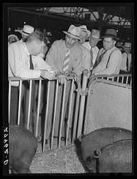 Hog auction. Iowa State Fair, Des Moines, Iowa. Sourced from the Library of Congress.