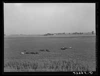 [Untitled photo, possibly related to: Farm. Hardin County, Iowa]. Sourced from the Library of Congress.