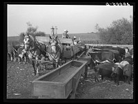 Feeding cattle. Gannon farm, Jasper County, Iowa. Sourced from the Library of Congress.
