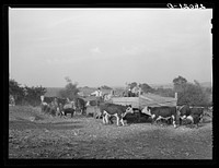 [Untitled photo, possibly related to: Feeding Hereford cattle. Gannon farm, Jasper County, Iowa]. Sourced from the Library of Congress.