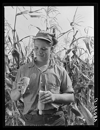 Bud Kimberley, young farmer, examines hybrid corn. Jasper County, Iowa. Sourced from the Library of Congress.
