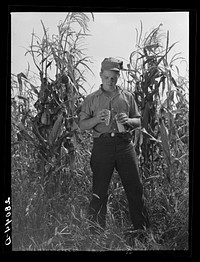 Bud Kimberley, young farmer, examines hybrid corn, Jasper County, Iowa. Sourced from the Library of Congress.