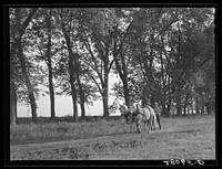 Hired man brings in the horses after plowing. On Martin Ryken's farm, Hardin County, Iowa. Sourced from the Library of Congress.