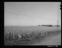 [Untitled photo, possibly related to: Cornfield. Hardin County, Iowa]. Sourced from the Library of Congress.