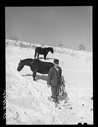 [Untitled photo, possibly related to: Horse on Ira Ison's farm. Ross County, Ohio]. Sourced from the Library of Congress.
