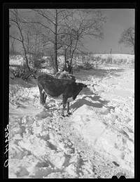 [Untitled photo, possibly related to: Ira Ison, rehabilitation client, bought two horses with his loan from the FSA (Farm Security Administration). Ross County, Ohio]. Sourced from the Library of Congress.