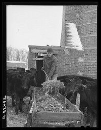 Feeding cattle. Grundy County, Iowa. Sourced from the Library of Congress.