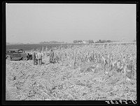 Country agent tests a plot of hybrid corn for yield. Grundy County, Iowa. Sourced from the Library of Congress.