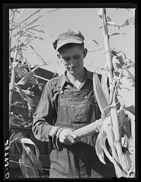 [Untitled photo, possibly related to: Eugene Crouse, champion cornhusker. Grundy County, Iowa]. Sourced from the Library of Congress.